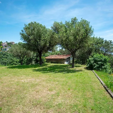 Zafferano - Lavanda